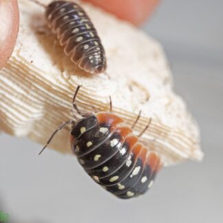Armadillidium klugii "Montenegro/Clown" Isopods FREE SHIPPING