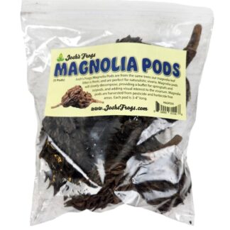 Magnolia Pods (5 pods)