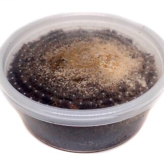 Temperate Springtail (Collembola) 8 oz Culture